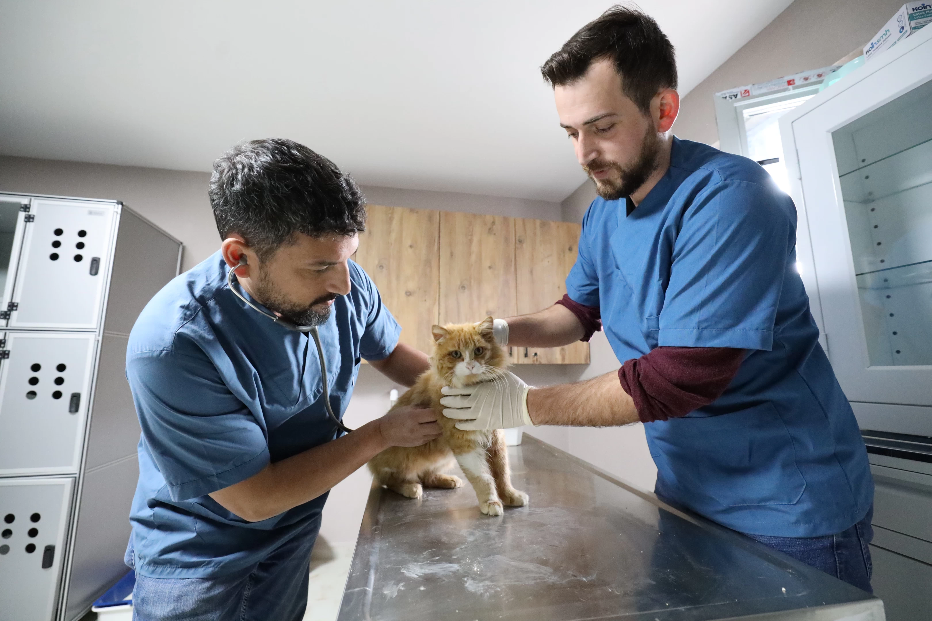 Proteo Sokak Hayvanları Rehabilitasyon Merkezi
